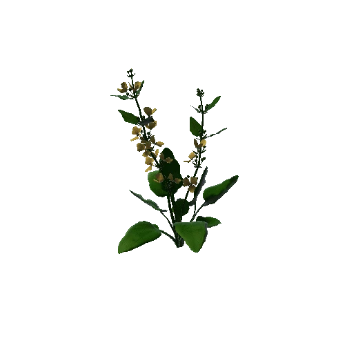 Flower Echinodorus Cordifolius2. 3